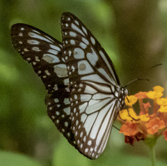 Ideopsis juventa