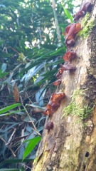 Auricularia