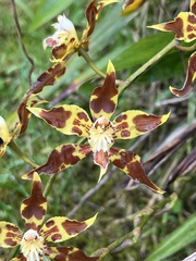 Oncidium lehmannii, photograph (c) danpatrick, some rights reserved (CC BY)
