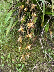 Oncidium lehmannii, photograph (c) danpatrick, some rights reserved (CC BY)