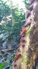 Auricularia