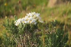 Chiliotrichum