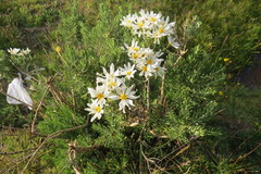 Chiliotrichum