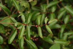 Berberis gracilis