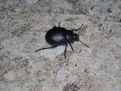 Timarcha pimelioides