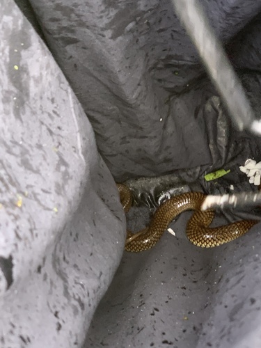 Lowlands Copperhead sighting