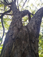 Pterocarpus acapulcensis