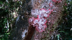 Herpothallon