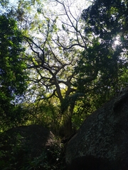 Pterocarpus acapulcensis