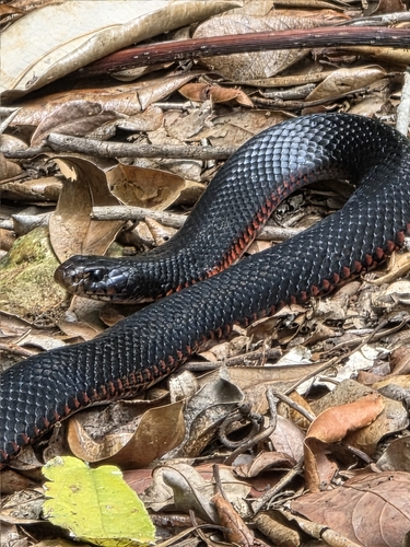 Red-bellied Black Snake sighting