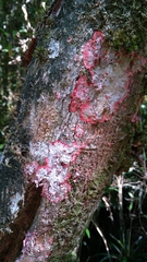 Herpothallon