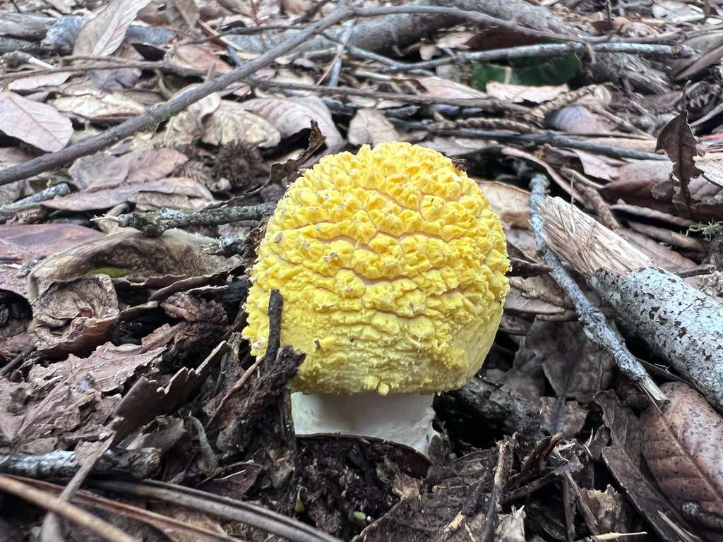 Amanita augusta · November 2025 · photo: © staffordcorey (iNaturalist, cc-by)