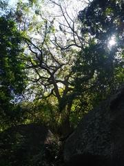 Pterocarpus acapulcensis