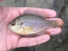Lepomis miniatus