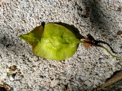 Pterocarpus acapulcensis