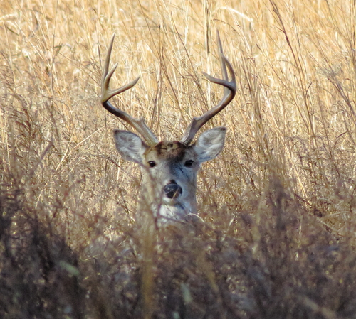 White-tailed Deer photographed in Oklahoma