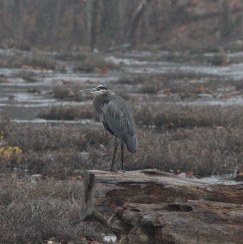 Great Blue Heron photographed in West Virginia