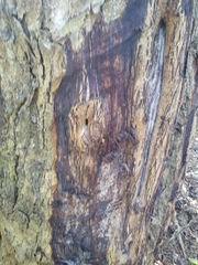 Pterocarpus acapulcensis