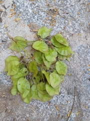Pterocarpus acapulcensis