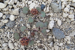 Pozoa coriacea