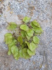 Pterocarpus acapulcensis