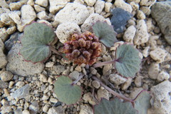 Pozoa coriacea