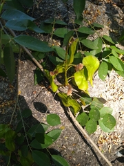 Pterocarpus acapulcensis