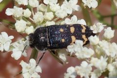 Acmaeoderella flavofasciata