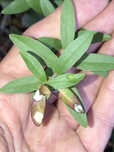Unknown species found near Brookhaven Dr, New Port Richey, FL, US