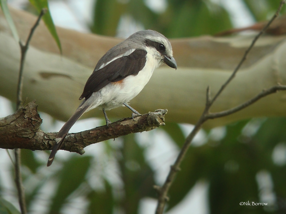 Mackinnon's Shrike photo