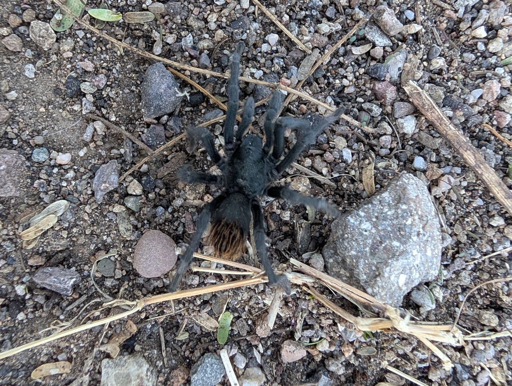 Madera Canyon Tarantula from Sahuarita, AZ 85629, USA on November 30 ...