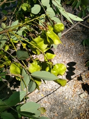 Pterocarpus acapulcensis