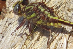Phanogomphus cavillaris