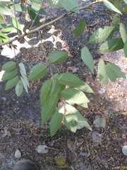 Pterocarpus acapulcensis