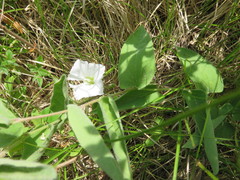 Calystegia spithamaea