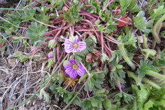 Geranium sessiliflorum