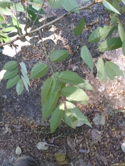 Pterocarpus acapulcensis