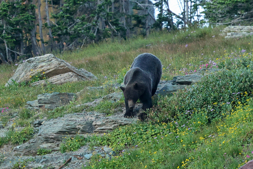 Grizzly Bear photographed in Montana