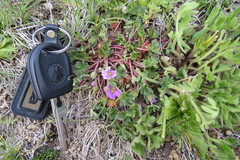 Geranium sessiliflorum
