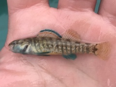 Etheostoma lepidum