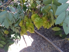 Pterocarpus acapulcensis