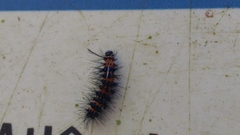 Lepidoptera