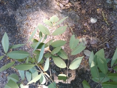 Pterocarpus acapulcensis