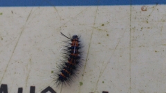 Lepidoptera