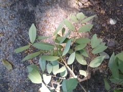 Pterocarpus acapulcensis