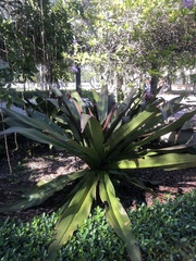Agave inaequidens