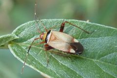 Adelphocoris vandalicus