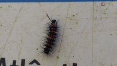 Lepidoptera