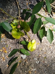 Pterocarpus acapulcensis