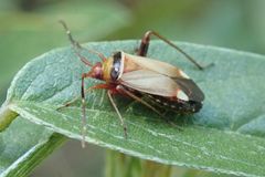 Adelphocoris vandalicus